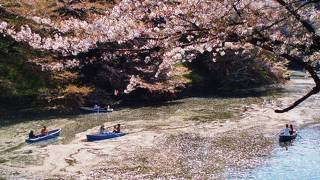 東京屈指の桜の名所