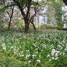 5月はシャガもみられます