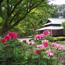 石楠花と諏訪の茶屋