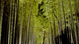 昼間と夜で違った味わい。