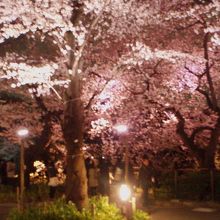 千鳥ヶ淵ライトアップ.