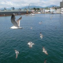 気仙沼湾からのぞむ港。かもめが飛んでいる。