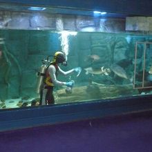 餌付けをしているところ