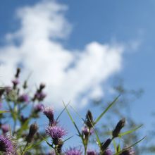 湖畔ののアザミ