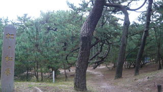 100万本の松が密集