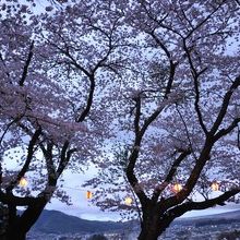 桜と夜景の名所