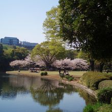 池に桜が映る