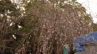 桜の頃がお勧め