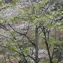 美しい里山が広がります