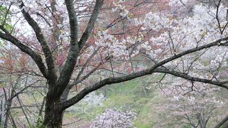 さまざまな種類の桜が咲きます
