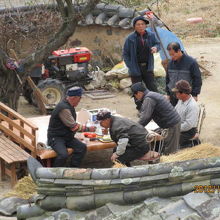 藁葺屋根を修理する人が集まっています。