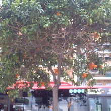 街の至る所にオレンヂ(多分)の街路樹が。3月なのに実がある