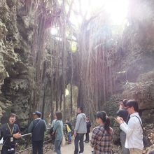 大主ガジュマル