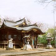 桜の綺麗な展望公園