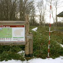 知床自然センター脇から遊歩道が始まります。