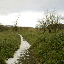 道が開け、野原に出ました。