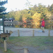 心行くまで鹿と遊べる公園