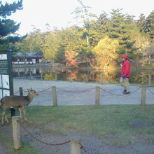 人気スポットだけあり、鹿以外に修学旅行生も多いです。