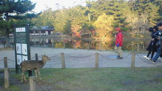 心行くまで鹿と遊べる公園