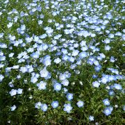 女の子好み､花とお土産