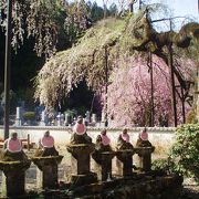たくさんのしだれ桜が見事です