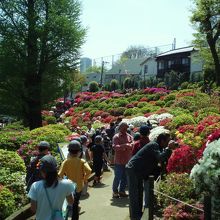 つつじまつり