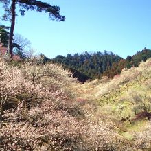 梅の公園