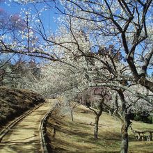 梅の公園