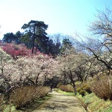 梅の公園