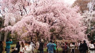 ピンクのしだれ桜