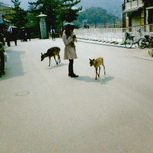 島のあちこちに鹿がいます。
