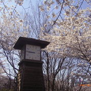 都内の桜の名所です。