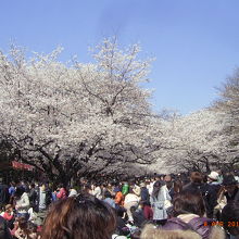 桜が見事です。