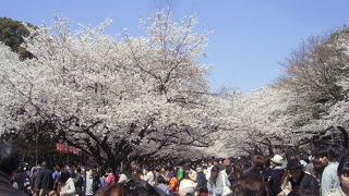 都内の桜の名所です。
