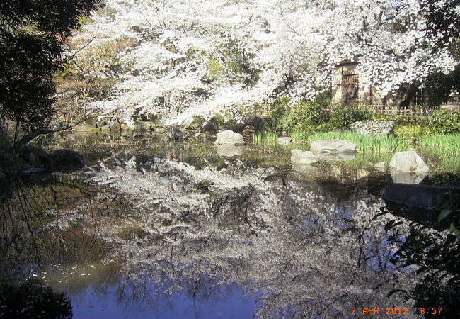 きれいでしょ。