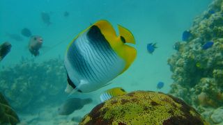 小５ムスコを連れて行く