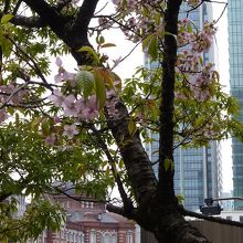 さくらと東京駅コラボ