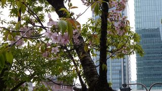 12月に東京駅近くでヒマラヤ桜見れます
