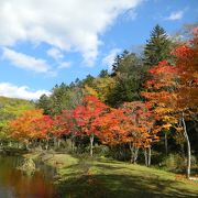 紅葉の時期、無料開放されます