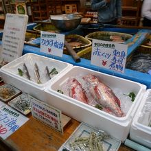 今日のとれたてー１