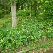 広々とした昭和記念公園