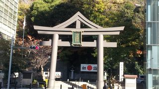 幹周7.5mのイチョウがあります