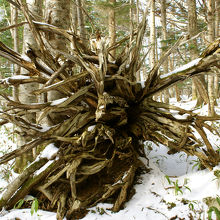 何故こんな弾けたみたいな風貌なのか不明です。