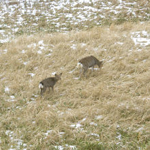 エゾシカも訪れます。
