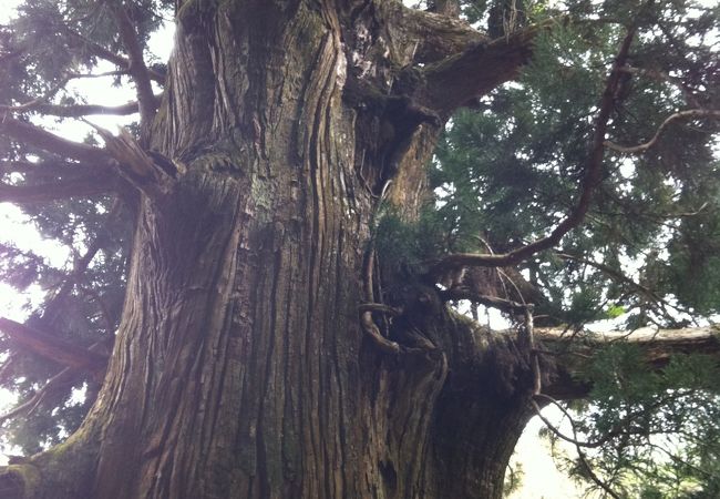 空洞化した大木がある