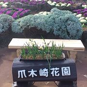 水仙の花がなかった・・・。