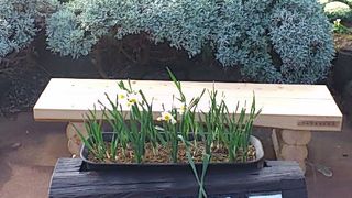 水仙の花がなかった・・・。