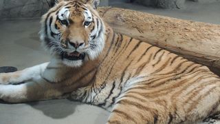 ゆきひょうとアムールトラが素晴らしい！