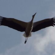 大空を飛ぶコウノトリを見ることができました。