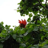 デイゴが咲いてました